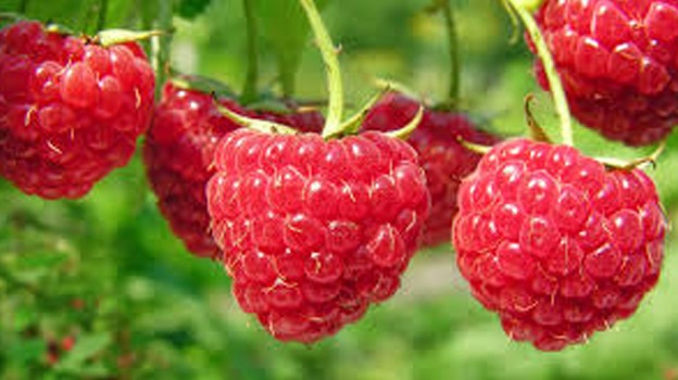Raspberries IQF raspberry keeps the quality and all the properties of this fruit. mskaramex